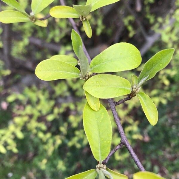 Elaeagnus umbellata Blatt