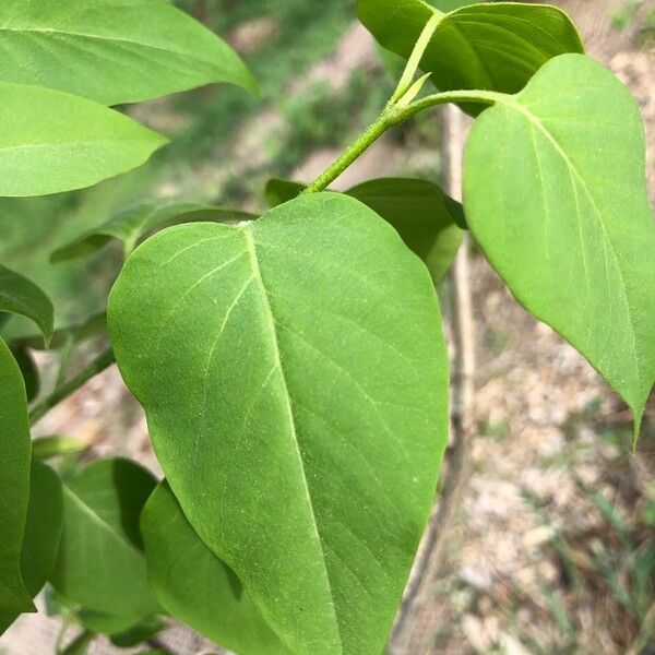 Syringa vulgaris Hoja