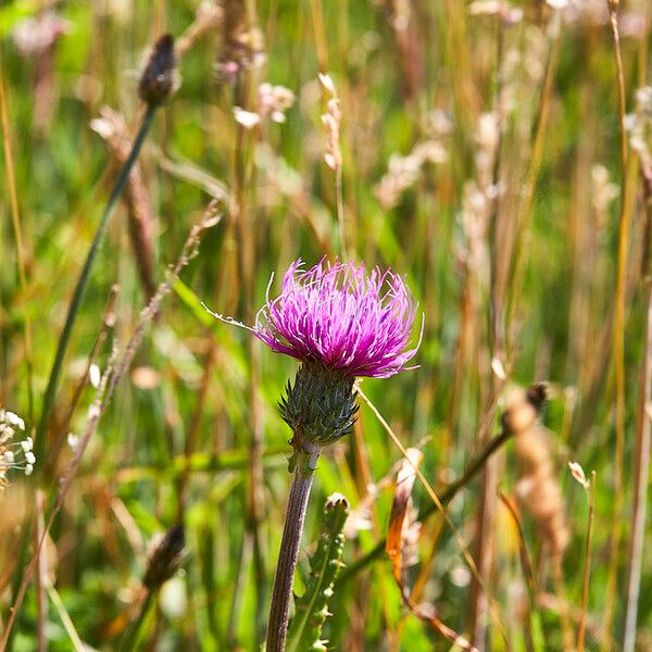 Cirsium dissectum Flor