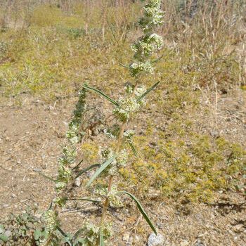 Amaranthus fimbriatus Habit