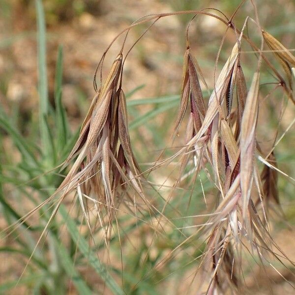 Bromus tectorum Кора