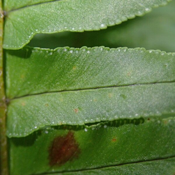 Nephrolepis undulata Fuelha