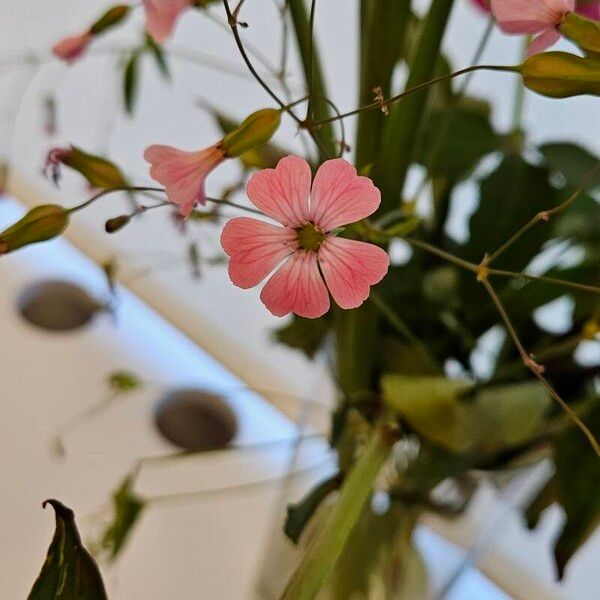 Gypsophila vaccaria Flor