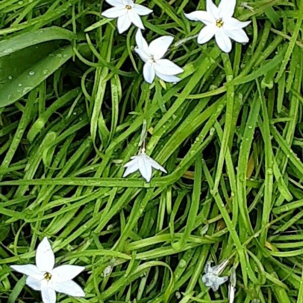 Ipheion uniflorum Кветка