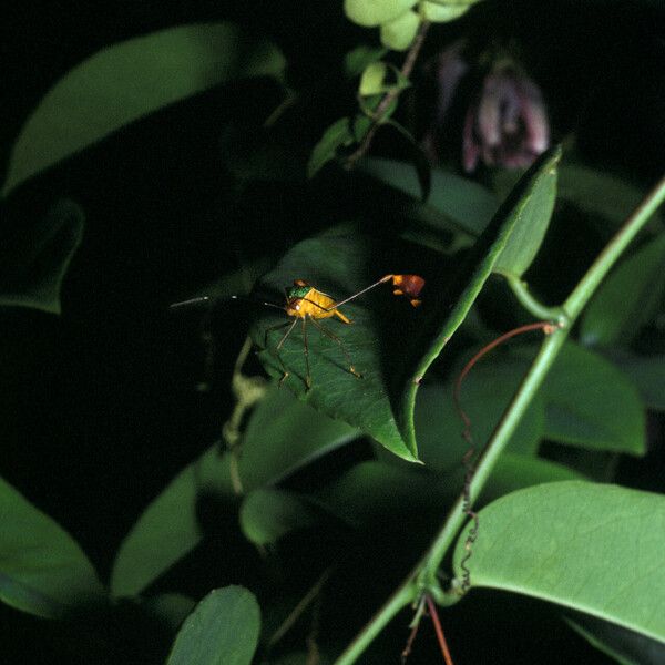 Passiflora laurifolia Other