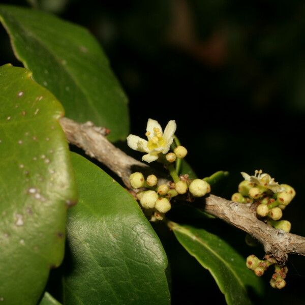 Maytenus canariensis Annet