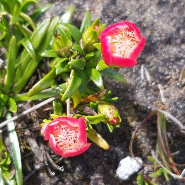 Calandrinia acaulis Fiore