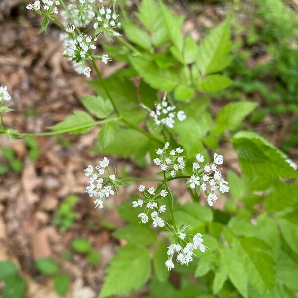 Osmorhiza longistylis Leht