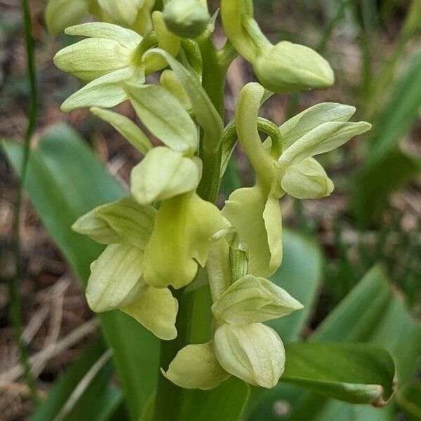 Orchis pallens Blüte