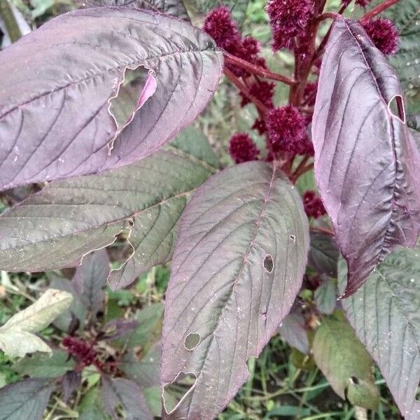 Amaranthus hypochondriacus पत्ता