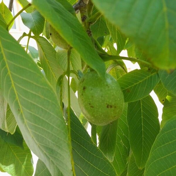 Juglans regia Gyümölcs