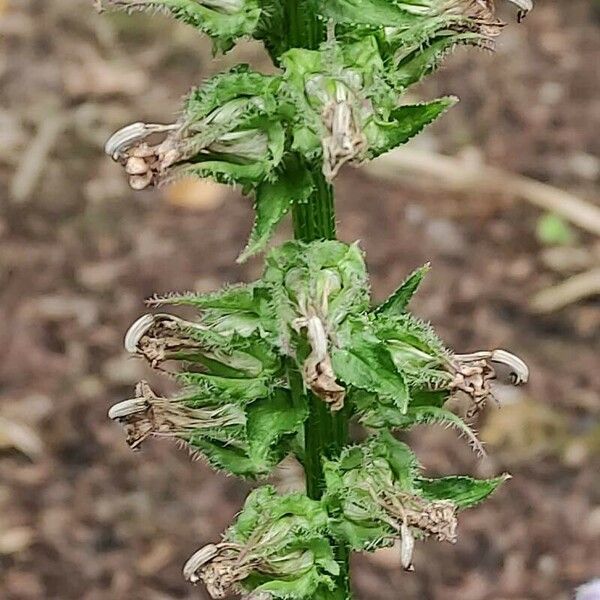 Lobelia siphilitica Frucht