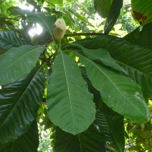Magnolia hodgsonii Folla