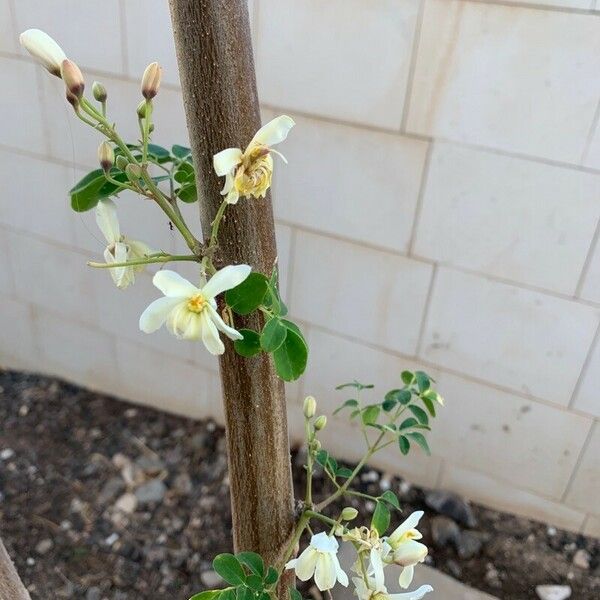 Moringa oleifera Květ