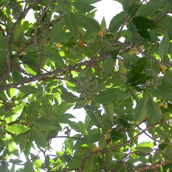 Magnolia champaca Habitus