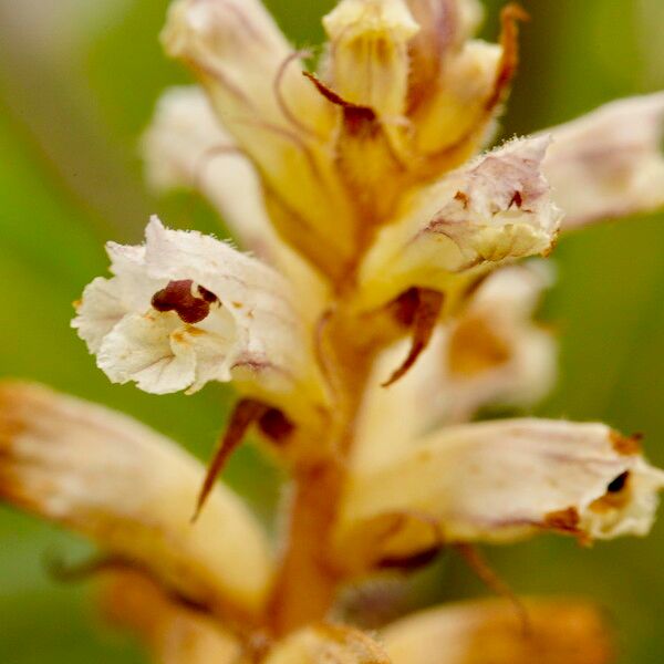 Orobanche picridis 花