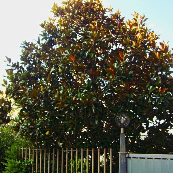 Magnolia grandiflora Habitus