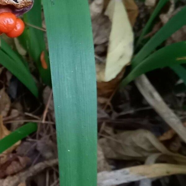 Iris foetidissima Φύλλο