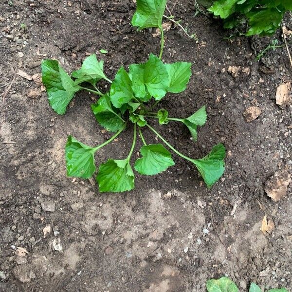 Viola pubescens Folha