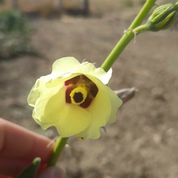 Abelmoschus esculentus Blüte