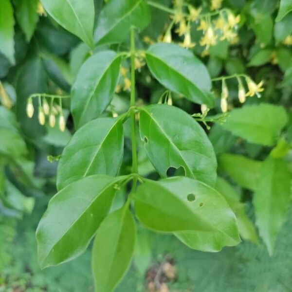 Chiococca alba 葉
