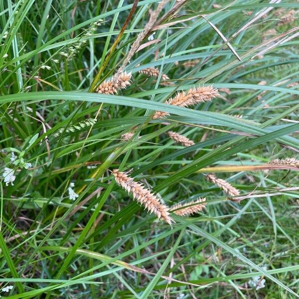 Carex vesicaria ഫലം