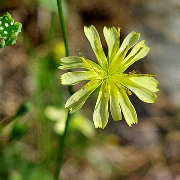 Lapsana communis Flower