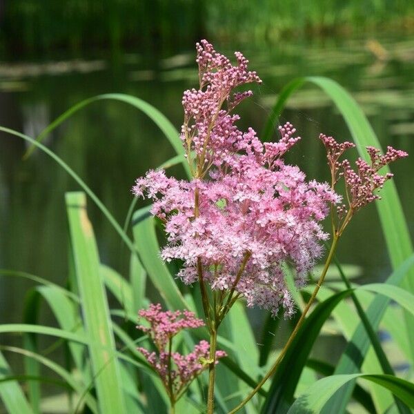 Filipendula rubra Blomma