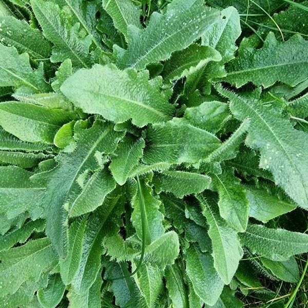 Hypochaeris glabra Leaf