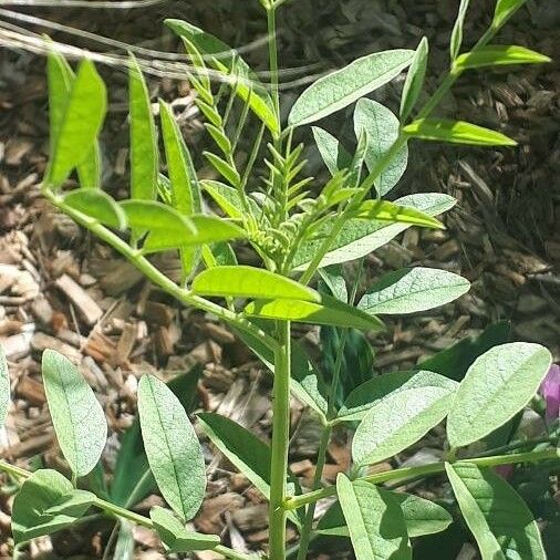 Glycyrrhiza glabra Hoja