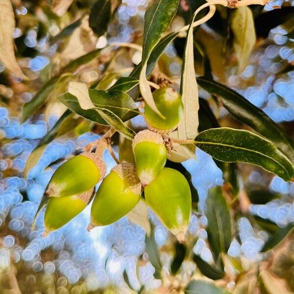 Quercus ilex Meyve
