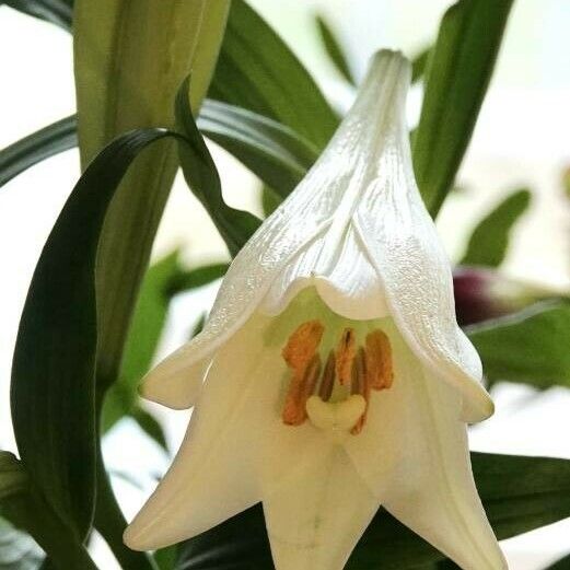 Lilium candidum برگ