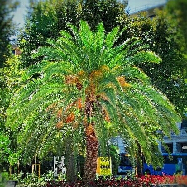 Phoenix canariensis Tervik taim