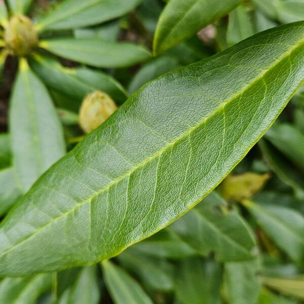 Rhododendron ponticum Blatt