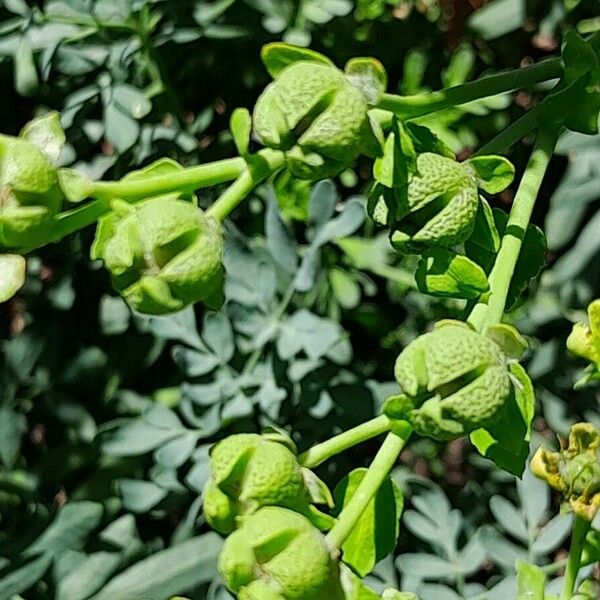 Ruta chalepensis Fruit