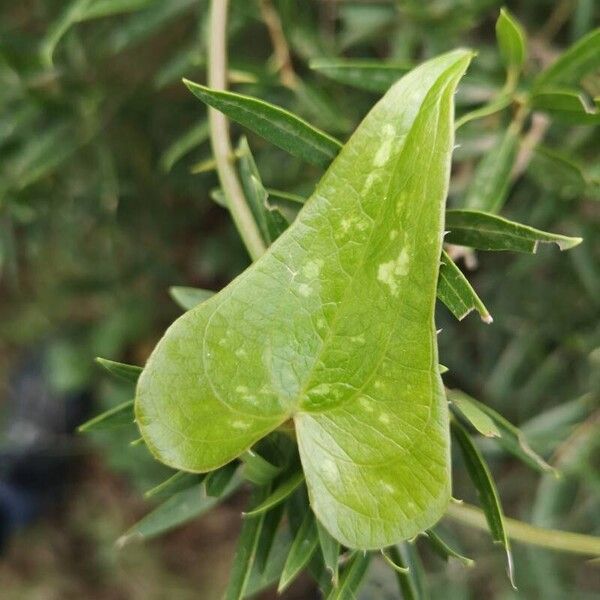 Smilax bona-nox Leaf