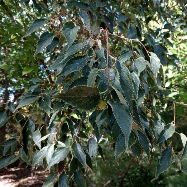 Celtis australis Hoja