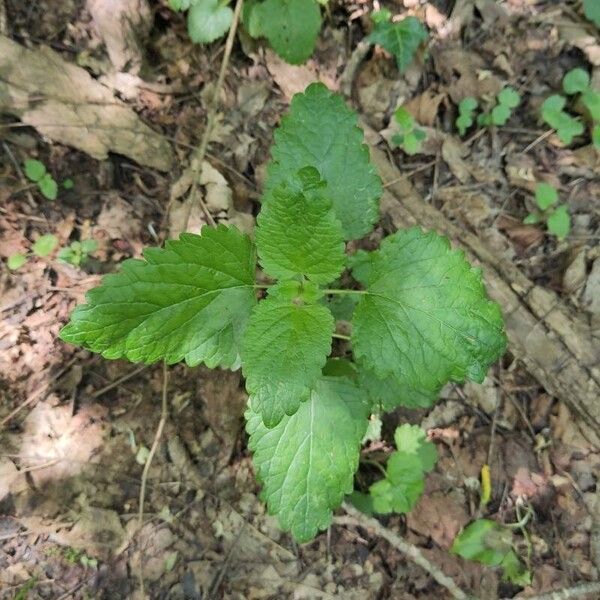 Melissa officinalis 葉