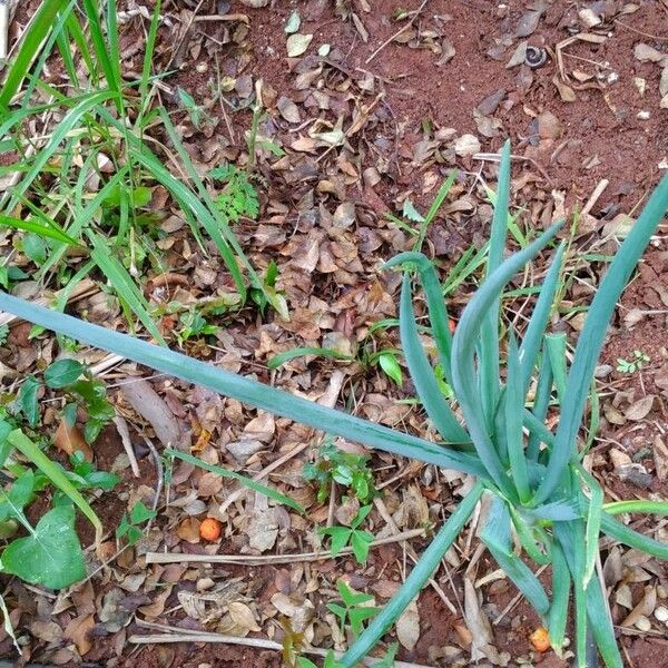 Allium fistulosum Лист