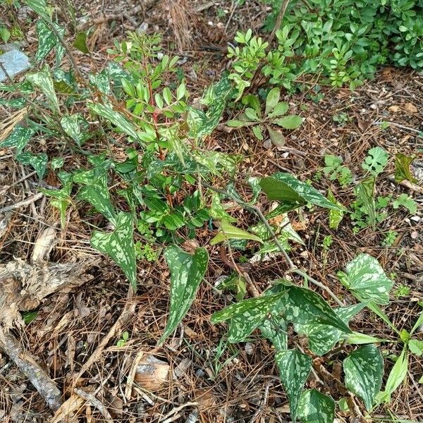 Smilax bona-nox Habitus