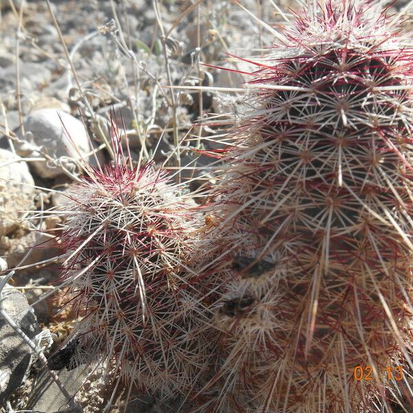 Echinocereus viridiflorus Habitus