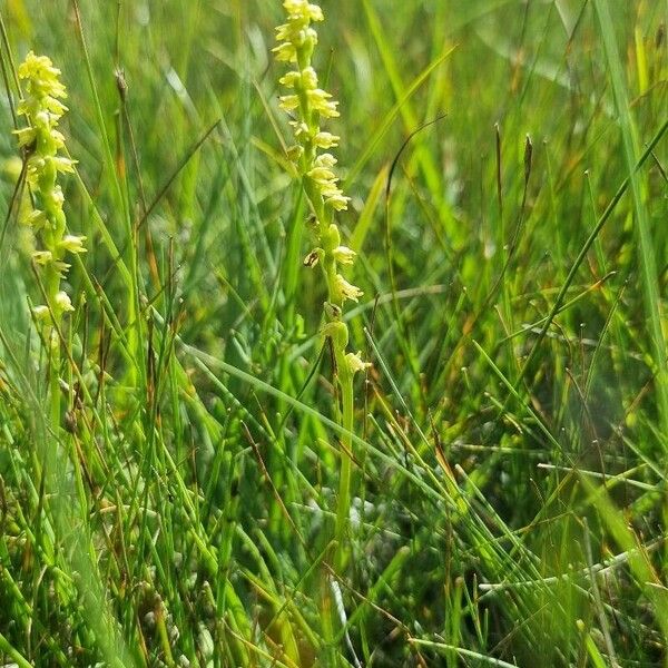 Herminium monorchis Alkat (teljes növény)