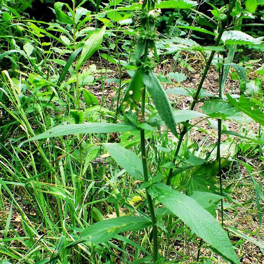 Stachys palustris Hábito