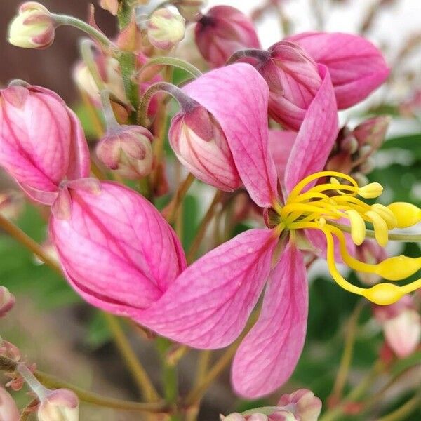 Cassia javanica Žiedas