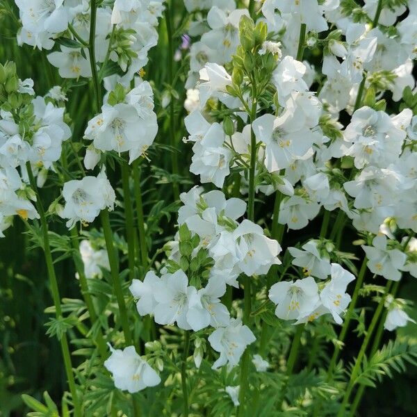 Polemonium caeruleum Flor