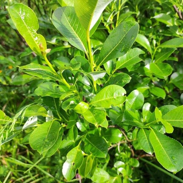 Salix glabra Blad