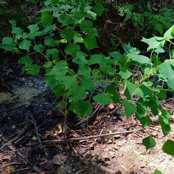 Triadica sebifera Blatt