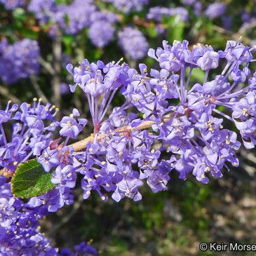 Ceanothus tomentosus 花