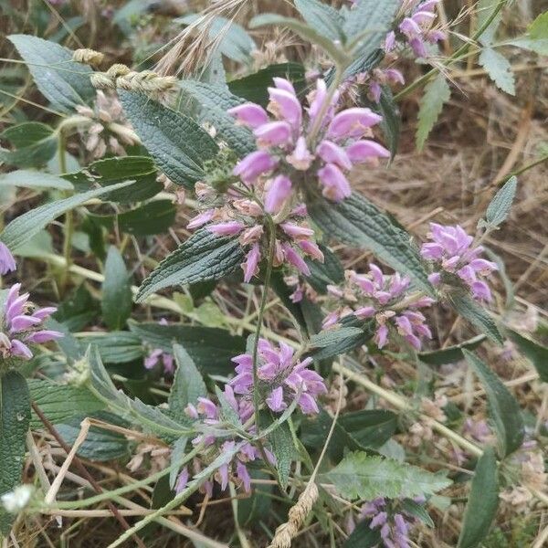 Phlomis herba-venti പുഷ്പം