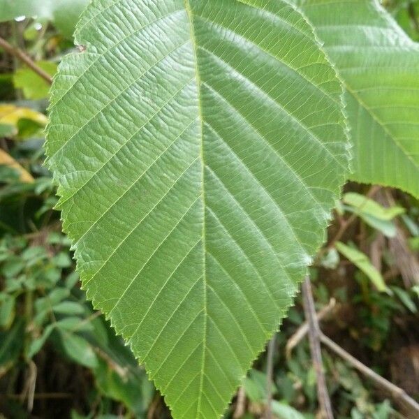 Alnus acuminata Folha